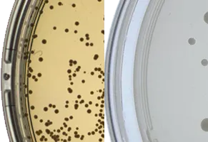 IntelliScan D-1000 view of edge of dish compared conventional imaging platforms